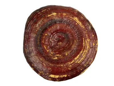 Wholesale Organic Chaga Mushroom Extract Powder (≥2% Polysaccharides) Image 1