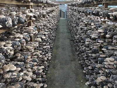 Wholesale Organic Cordyceps Sinensis Mycelium Extract Powder Image 2