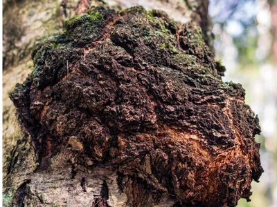 Wholesale 100% Natural Chaga Mushroom Extract Powder (≥2% Polysaccharides) Image 3