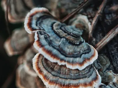 Wholesale Oyster Mushroom Extract Powder (≥2% Polysaccharides) Image 1