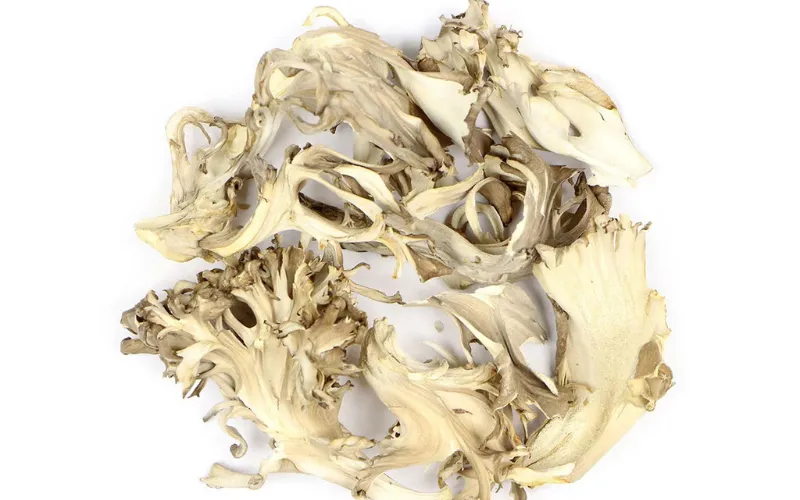 Wholesale NOP Reishi Mushroom Spore Oil Capsules