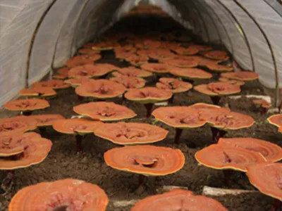 Wholesale NOP Reishi Mushroom Spore Oil Capsules Image 1