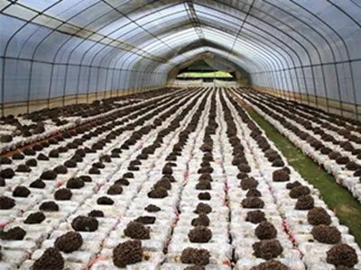 Wholesale NOP Reishi Mushroom Spore Oil Capsules Image 4