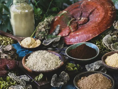 Wholesale Reishi Mushroom Spore Oil Softgel (CO2 Extract) Image 4