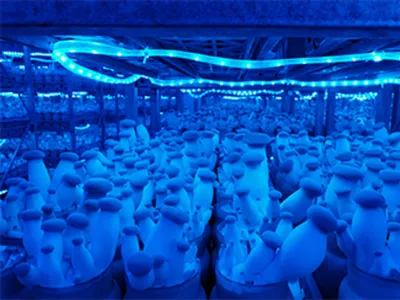 Wholesale Organic Reishi Mushroom Shell-Broken Spore Powder Image 3