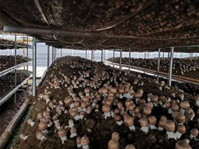 Wholesale Organic Reishi Mushroom Shell-Broken Spore Powder Image 4